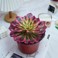5'' Aeonium Pink Witch, Rare Live Succulent Plants