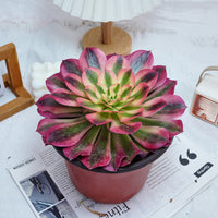 5'' Aeonium Pink Witch, Rare Live Succulent Plants