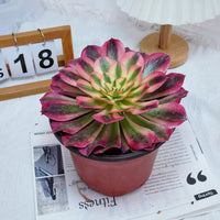 5'' Aeonium Pink Witch, Rare Live Succulent Plants