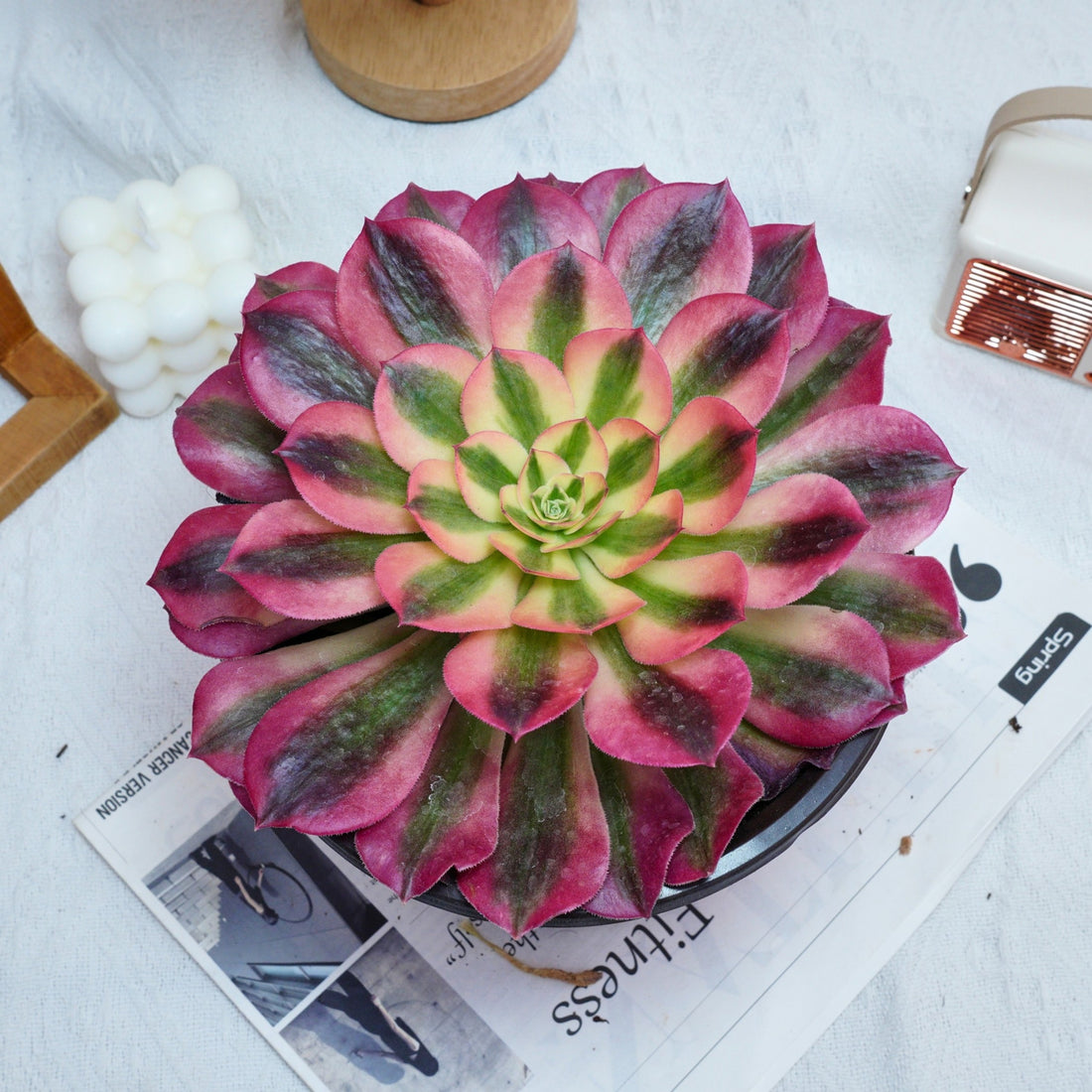 5'' Aeonium Pink Witch, Rare Live Succulent Plants