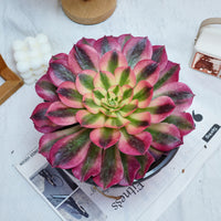 5'' Aeonium Pink Witch, Rare Live Succulent Plants
