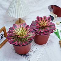 5'' Aeonium Pink Witch, Rare Live Succulent Plants