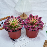 5'' Aeonium Pink Witch, Rare Live Succulent Plants