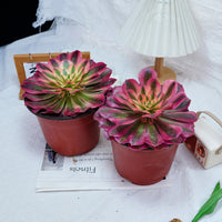 5'' Aeonium Pink Witch, Rare Live Succulent Plants