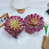 5'' Aeonium Pink Witch, Rare Live Succulent Plants
