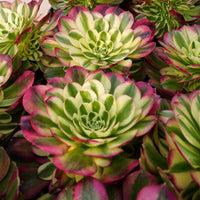 6'' Aeonium Yuzi, Rare Live Succulent Plants