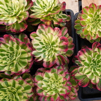 6'' Aeonium Yuzi, Rare Live Succulent Plants