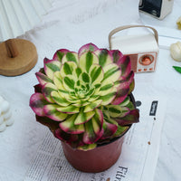 6'' Aeonium Yuzi, Rare Live Succulent Plants