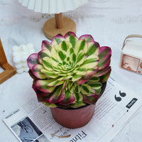 6'' Aeonium Yuzi, Rare Live Succulent Plants