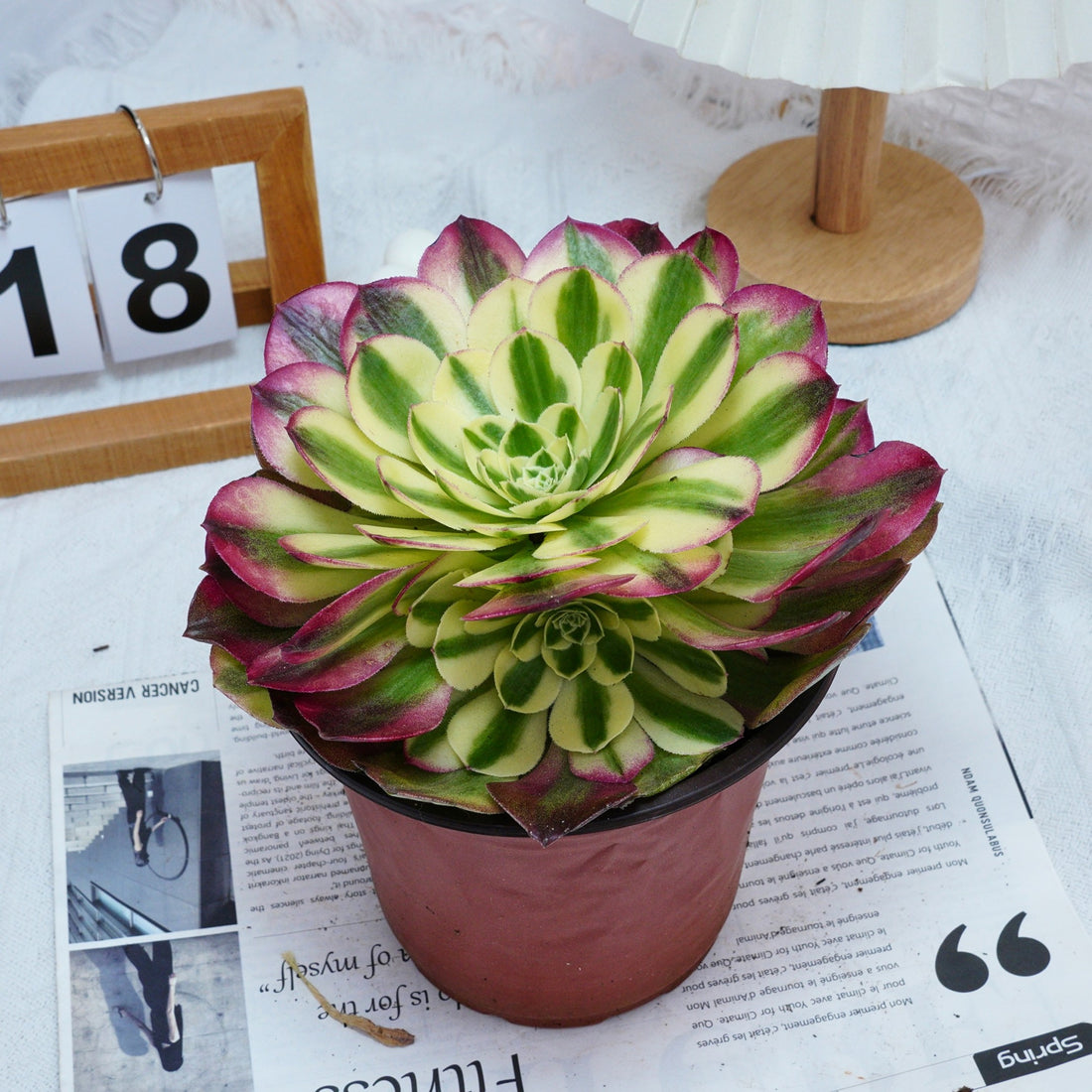 6'' Aeonium Yuzi, Rare Live Succulent Plants