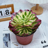 6'' Aeonium Yuzi, Rare Live Succulent Plants