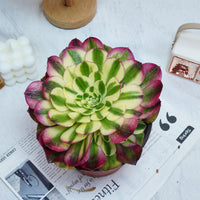 6'' Aeonium Yuzi, Rare Live Succulent Plants