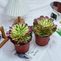 6'' Aeonium Yuzi, Rare Live Succulent Plants