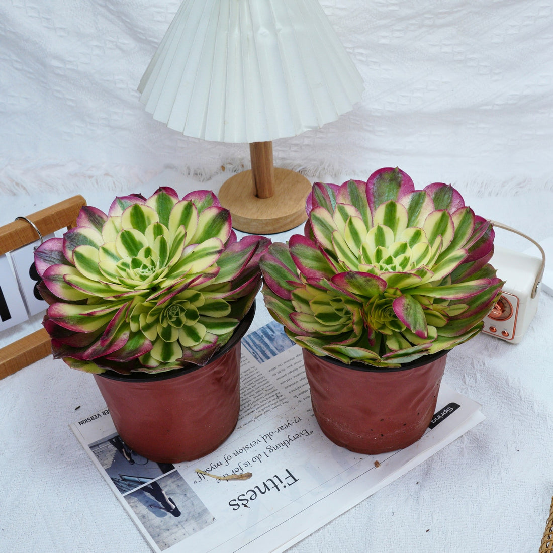 6'' Aeonium Yuzi, Rare Live Succulent Plants