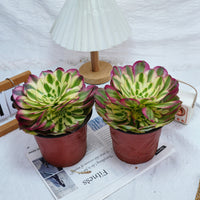6'' Aeonium Yuzi, Rare Live Succulent Plants