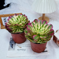 6'' Aeonium Yuzi, Rare Live Succulent Plants