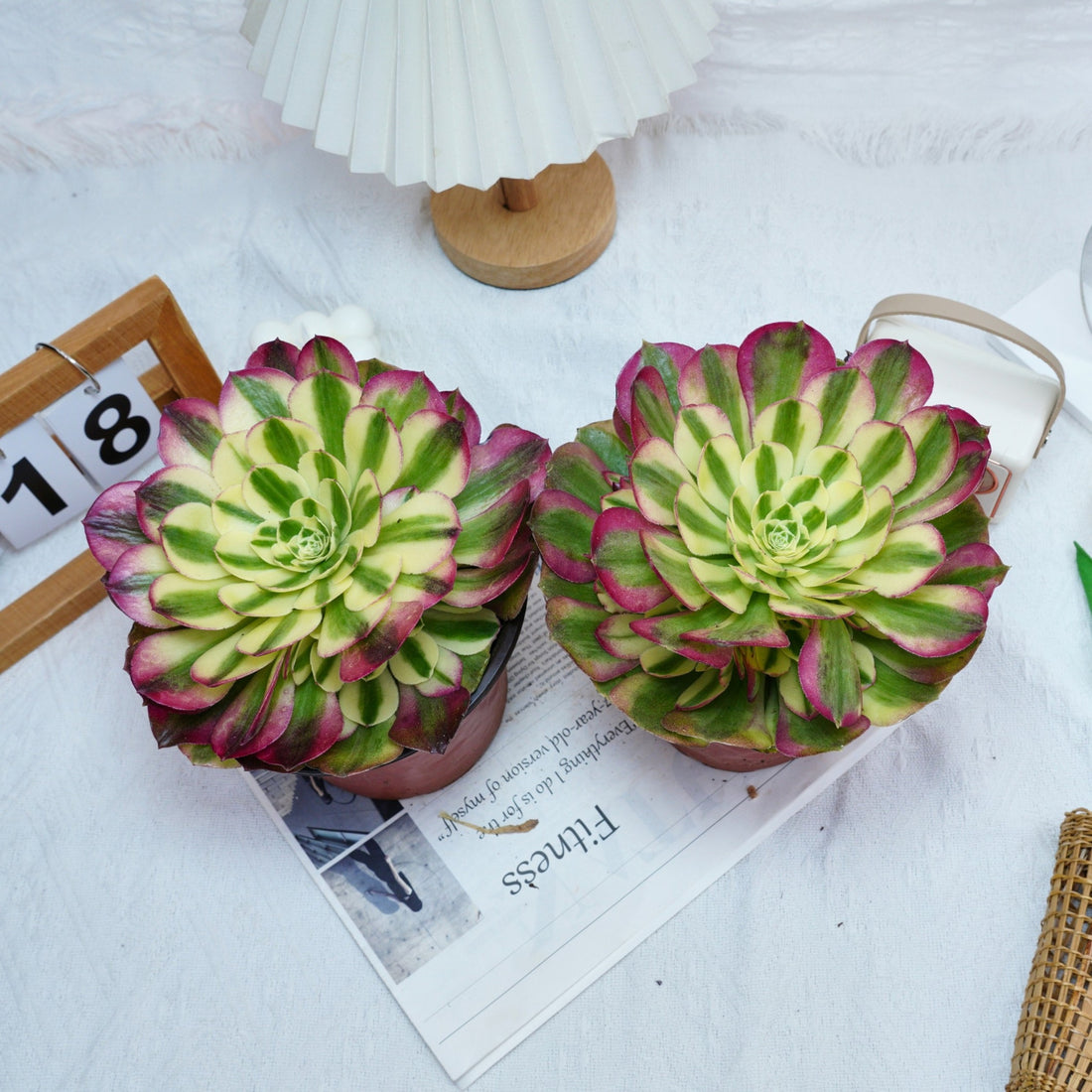 6'' Aeonium Yuzi, Rare Live Succulent Plants