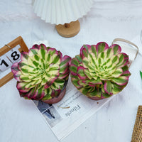 6'' Aeonium Yuzi, Rare Live Succulent Plants