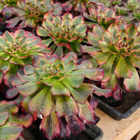 6'' Aeonium Voodoo Variegated, Rare Live Succulent Plants
