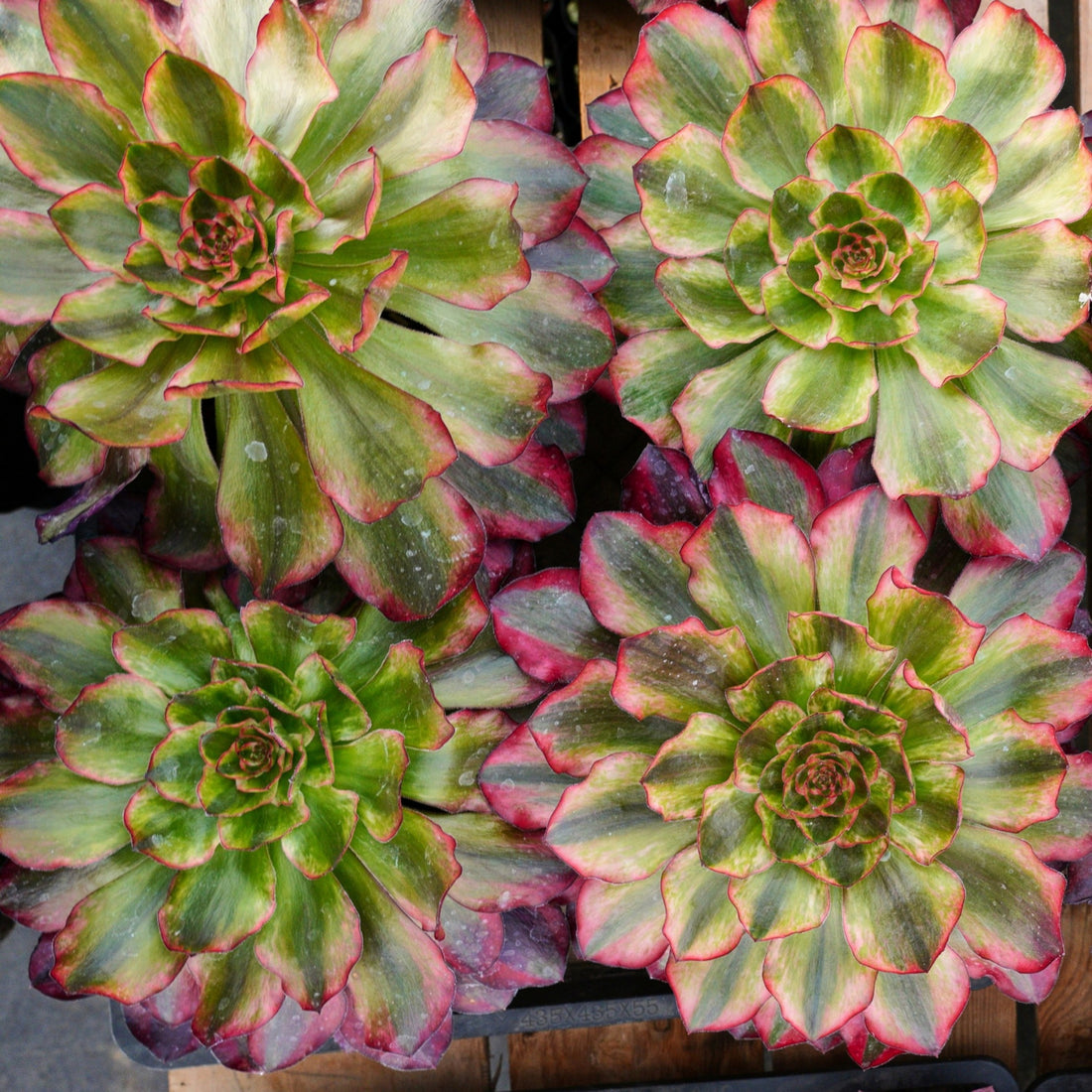 6'' Aeonium Voodoo Variegated, Rare Live Succulent Plants