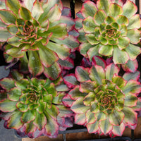 6'' Aeonium Voodoo Variegated, Rare Live Succulent Plants