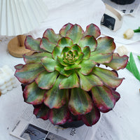 6'' Aeonium Voodoo Variegated, Rare Live Succulent Plants