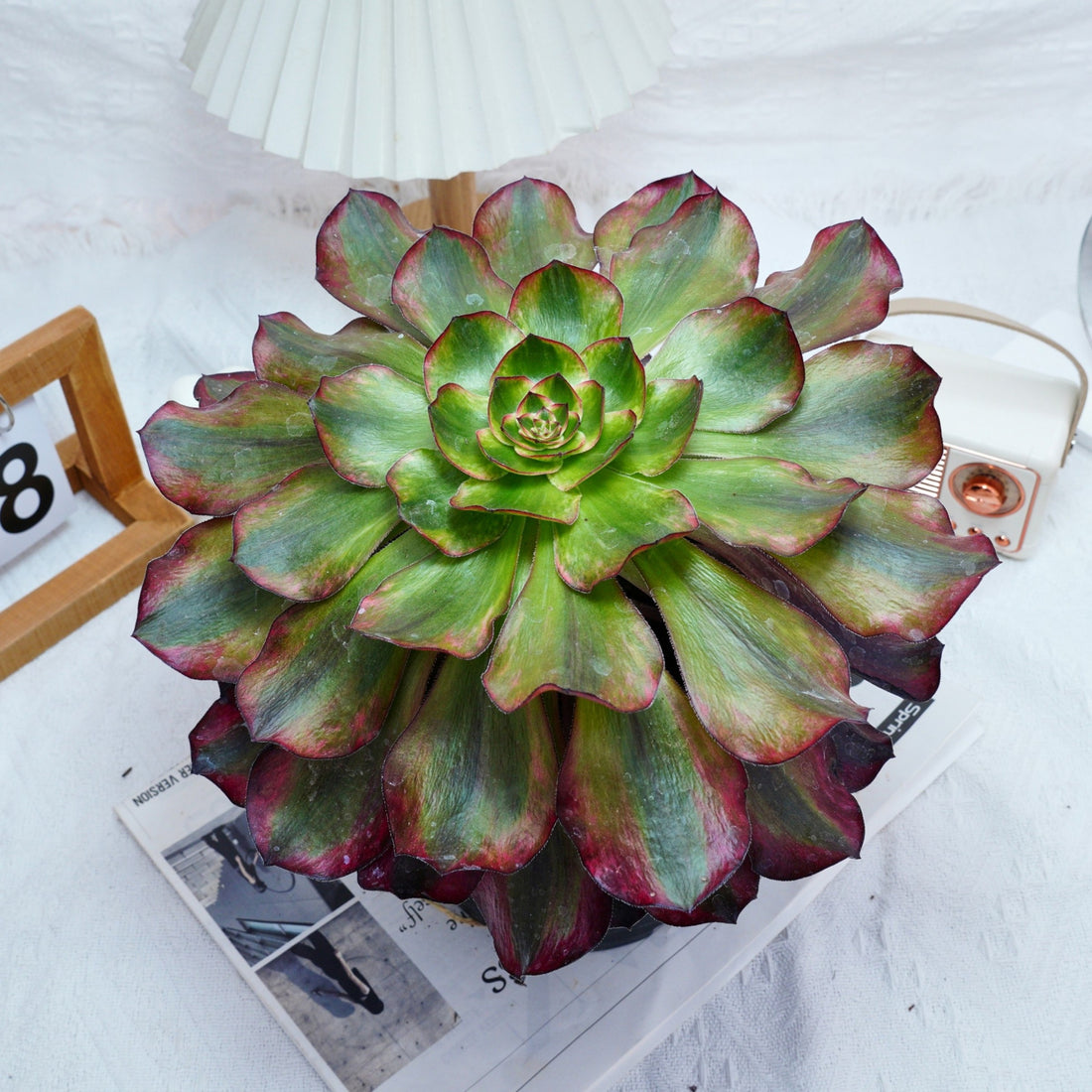 6'' Aeonium Voodoo Variegated, Rare Live Succulent Plants