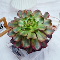6'' Aeonium Voodoo Variegated, Rare Live Succulent Plants