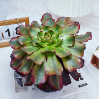 6'' Aeonium Voodoo Variegated, Rare Live Succulent Plants