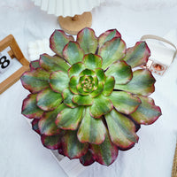 6'' Aeonium Voodoo Variegated, Rare Live Succulent Plants