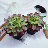 6'' Aeonium Voodoo Variegated, Rare Live Succulent Plants