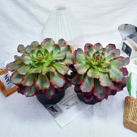 6'' Aeonium Voodoo Variegated, Rare Live Succulent Plants