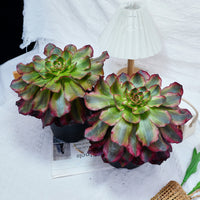 6'' Aeonium Voodoo Variegated, Rare Live Succulent Plants