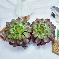 6'' Aeonium Voodoo Variegated, Rare Live Succulent Plants