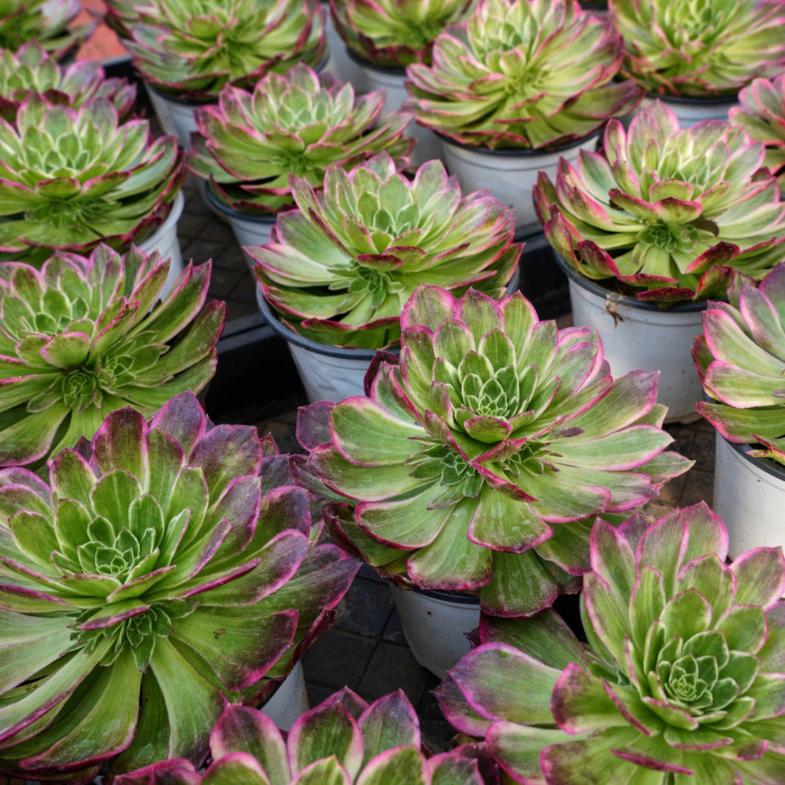6'' Aeonium Kaleidoscope, Rare Live Succulent Plants