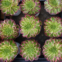 6'' Aeonium Kaleidoscope, Rare Live Succulent Plants