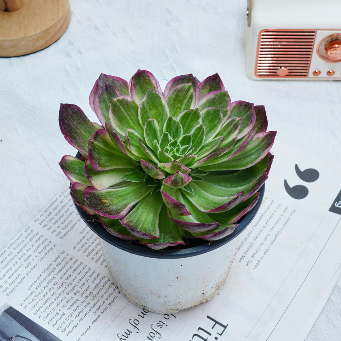 6'' Aeonium Kaleidoscope, Rare Live Succulent Plants