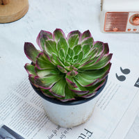 6'' Aeonium Kaleidoscope, Rare Live Succulent Plants