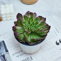 6'' Aeonium Kaleidoscope, Rare Live Succulent Plants