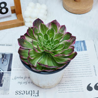 6'' Aeonium Kaleidoscope, Rare Live Succulent Plants