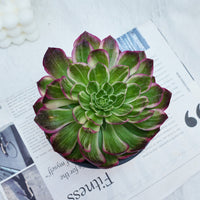 6'' Aeonium Kaleidoscope, Rare Live Succulent Plants