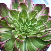 6'' Aeonium Kaleidoscope, Rare Live Succulent Plants