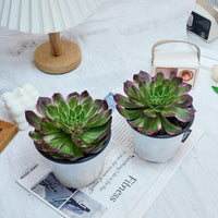 6'' Aeonium Kaleidoscope, Rare Live Succulent Plants