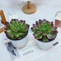 6'' Aeonium Kaleidoscope, Rare Live Succulent Plants