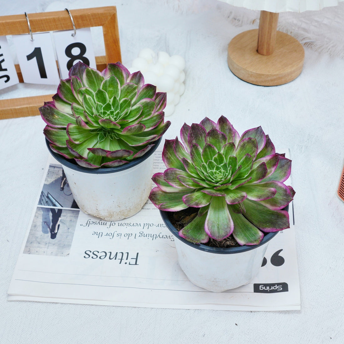 6'' Aeonium Kaleidoscope, Rare Live Succulent Plants