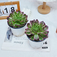 6'' Aeonium Kaleidoscope, Rare Live Succulent Plants