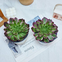 6'' Aeonium Kaleidoscope, Rare Live Succulent Plants