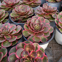 5'' Aeonium Evening Banquet, Rare Live Succulent Plants