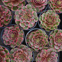 5'' Aeonium Evening Banquet, Rare Live Succulent Plants