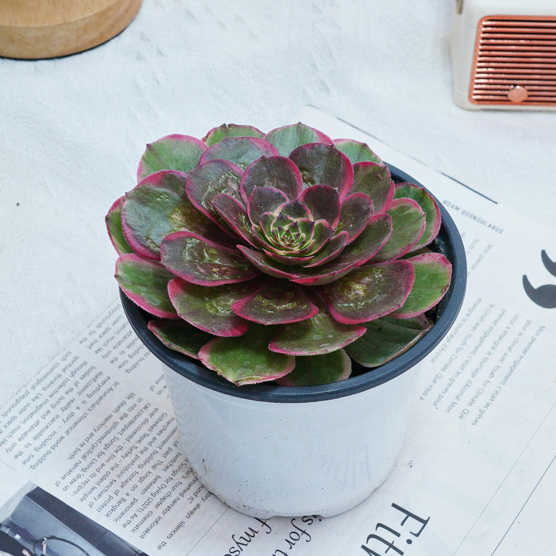 5'' Aeonium Evening Banquet, Rare Live Succulent Plants